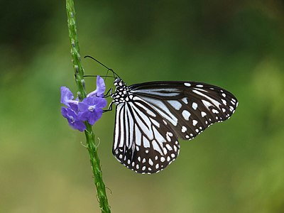 Parantica aglea (Glassy Tiger)