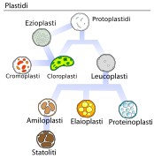 Plastids types it.svg