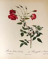 Rosa indica Sertulata