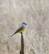 Western Kingbird - panoramio.jpg