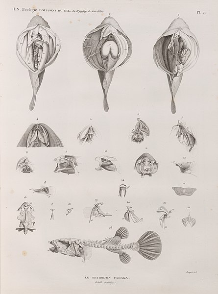 Pl.2 - Le Tetrodon fanaka (Tetrodon physa). Détails anatomiques