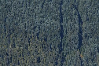 Forest, Mount Rainier National Park