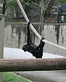 Rio de Janeiro Zoo, Brazil.