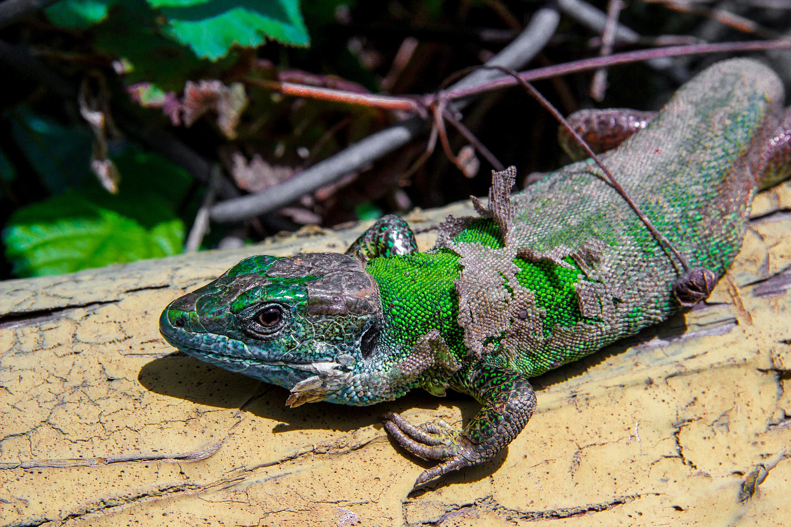 European green lizard moulting in Strandzha Nature Park (Roshe Photography)