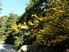 CYTISUS OROMEDITERRANEUS - BUSA - IB-040 (Bàlec).jpg