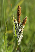   Carex elata