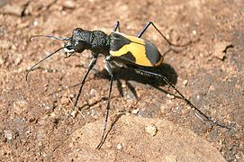 Cicindela aurofasciata