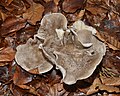 Oyster mushroom