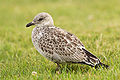 Larus delawarensis