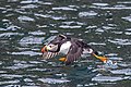 * Nomination Puffin (Fratercula arctica) --Charlesjsharp 10:14, 25 June 2021 (UTC) * Decline  Oppose posterization, over-exposed white. Lots of details are lost --George Chernilevsky 17:29, 25 June 2021 (UTC)