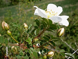 A Torà (Segarra - Catalunya)