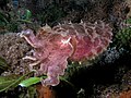 54 Sepia latimanus (Reef cuttlefish) dark coloration uploaded by Nhobgood, nominated by The High Fin Sperm Whale