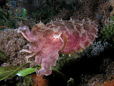 Sepia latimanus (Broadclub Cuttlefish)