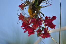 Tisserin sakalave, Ploceus sakalava - Sakalava Weaver.jpg