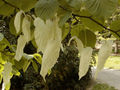 Dove tree blossoms