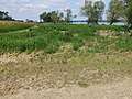 Traces of the June floods in the floodplains