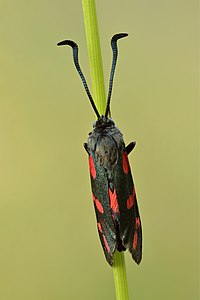 Commons:Featured picture candidates/Set/Zygaena filipendulae