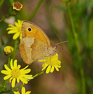 ♀ Maniola jurtina (Meadow Brown)