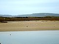 Crozon : la plage de l'Aber, recolonisation par les oiseaux, après remise en eau de l'estuaire.