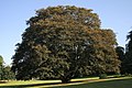 Acer pseudoplatanus 'Atropurpureum'