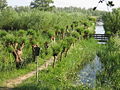 Carnisse Grienden bij Barendrecht