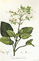 Clerodendrum viscosum, Jardin de la Malmaison, 1801