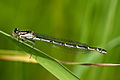 immature, unusual specimen with perforated antehumeral strips