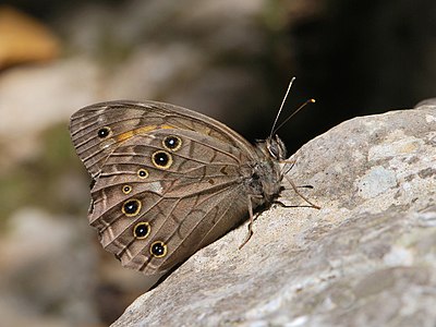 ♂ Kirinia roxelana (Lattice Brown)