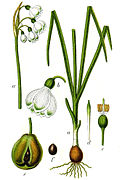 Jacob Sturm vol. 1 - plate 48 in: Jacob Sturm: Deutschlands Flora in Abbildungen (1796)