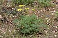 Lomatium grayi