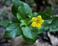 Lysimachia nemorum