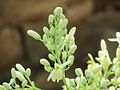 Flower buds