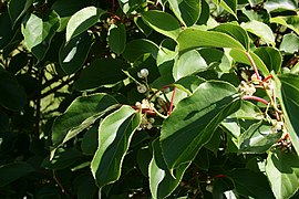 Actinidia-arguta-foliage.jpg