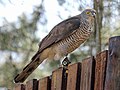 English: African Goshawk Accipiter tachiro (cat.)