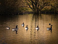 Branta canadensis