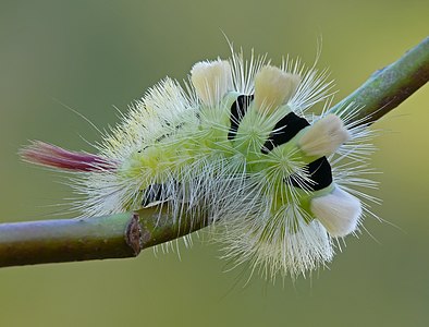 Calliteara pudibunda (Pale Tussock), caterpillar