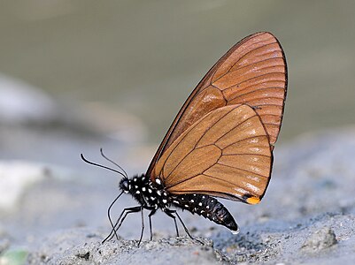 ♂ Papilio slateri (Blue-striped Mime)