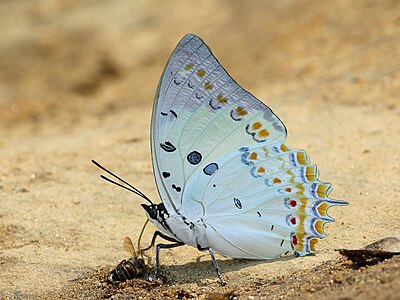 Close wing posture sucking of fluid from dead bee by Charaxes delphis (Doubleday, 1843)