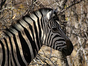 Equus quagga burchellii