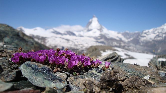 Matterhorn/Cervino (4478m) Photograph: Mike Neufeld