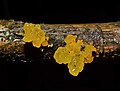 Golden jelly fungus