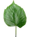Green leaf of a tree (Tilia)