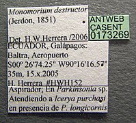 Monomorium destructor casent0173269 label 1.jpg