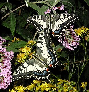 Papilio machaon (Old World Swallowtail)