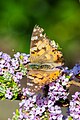 * Nomination Painted lady (Vanessa cardui), Bad Wörishofen, Germany --Poco a poco 07:18, 29 April 2020 (UTC) * Decline  Oppose not this one.. --Charlesjsharp 13:09, 29 April 2020 (UTC)