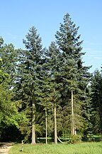 Cultivated, Rogów Arboretum in Poland