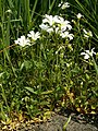 Cerastium arvense