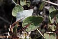 Eriogonum compositum