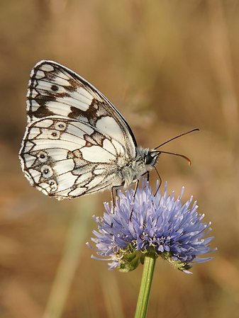 Melanargia galathea