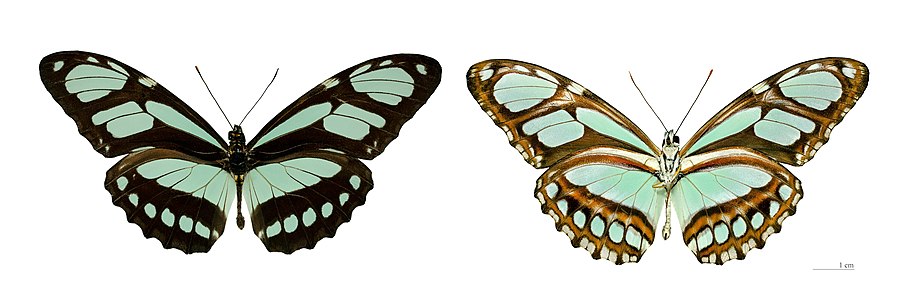 ♂ Philaethria pygmalion